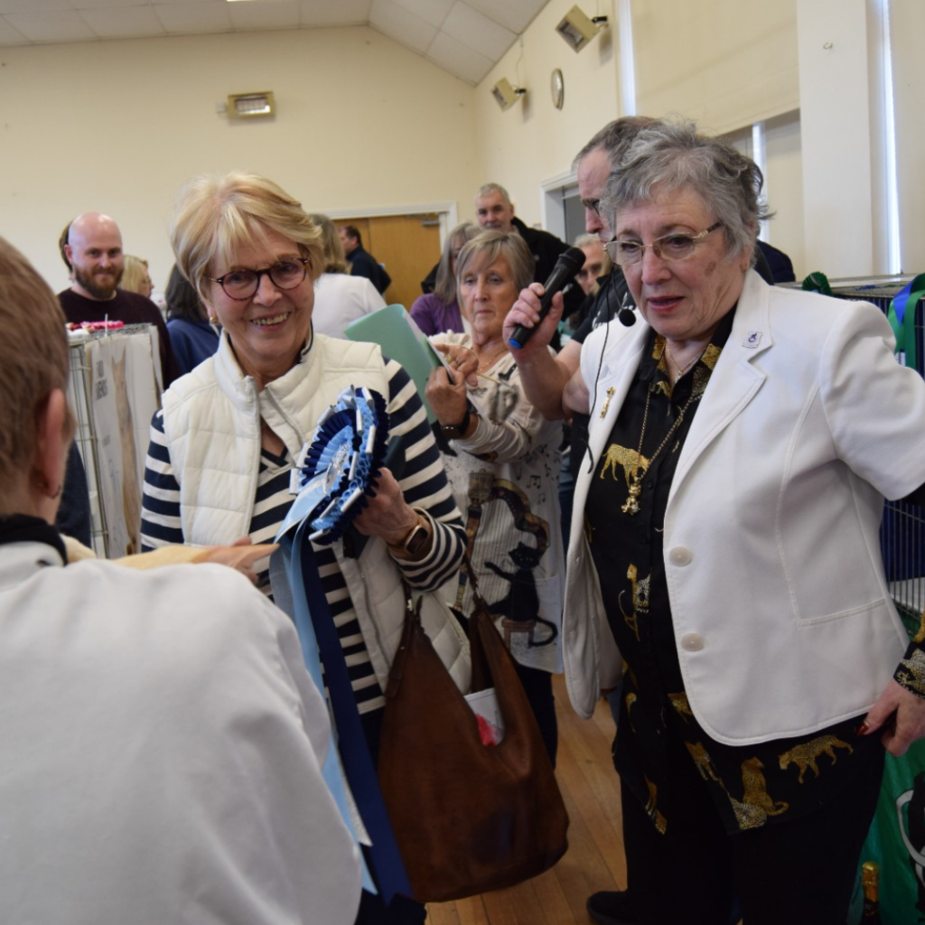 Pedigree cat at a cat show with rosettes